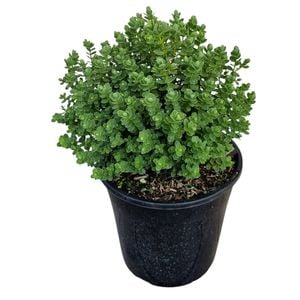 4L Hebe - Hebe topiaria 