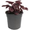 120mm Red Luna Peperomia - Peperomia caperata Red Luna