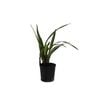 140mm Dianella Splice - Dianella tasmanica