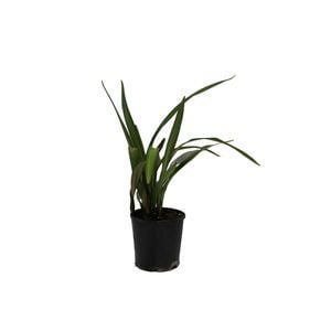 140mm Dianella Splice - Dianella tasmanica