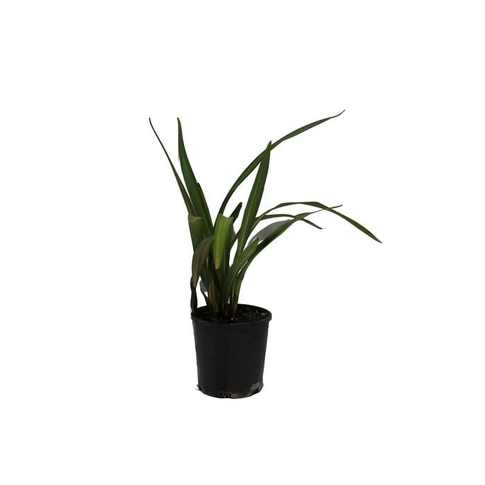 140mm Dianella Splice - Dianella tasmanica