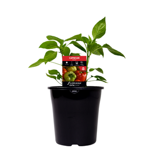 180mm Capsicum Delight - Capsicum annuum