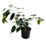 120mm Weeping Fig - Ficus danielle