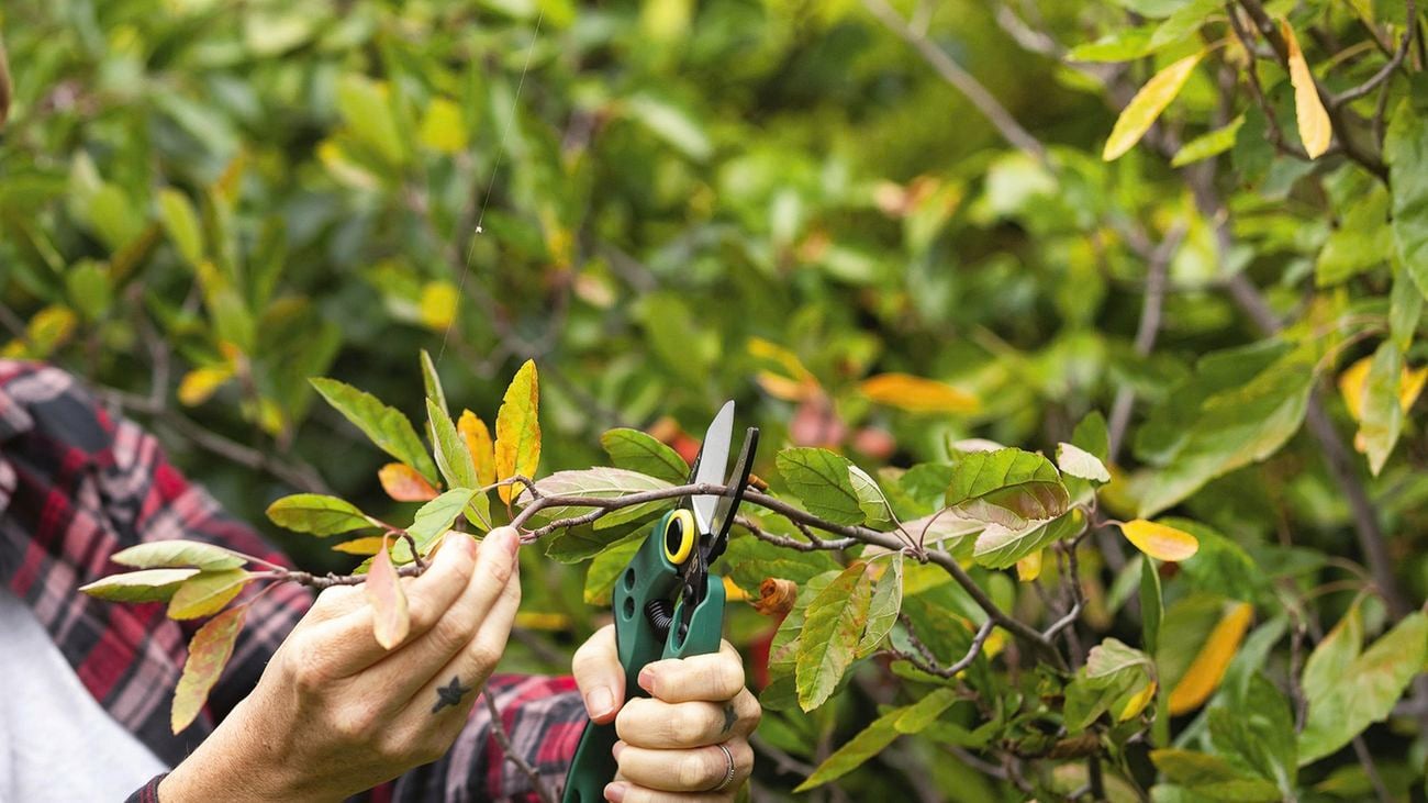 Person in plaid shirt trimming back hedge with clippers