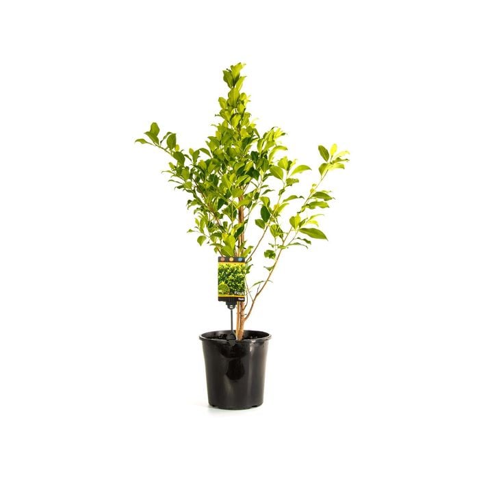 200mm Ficus Flash - Ficus microcarpa hillii