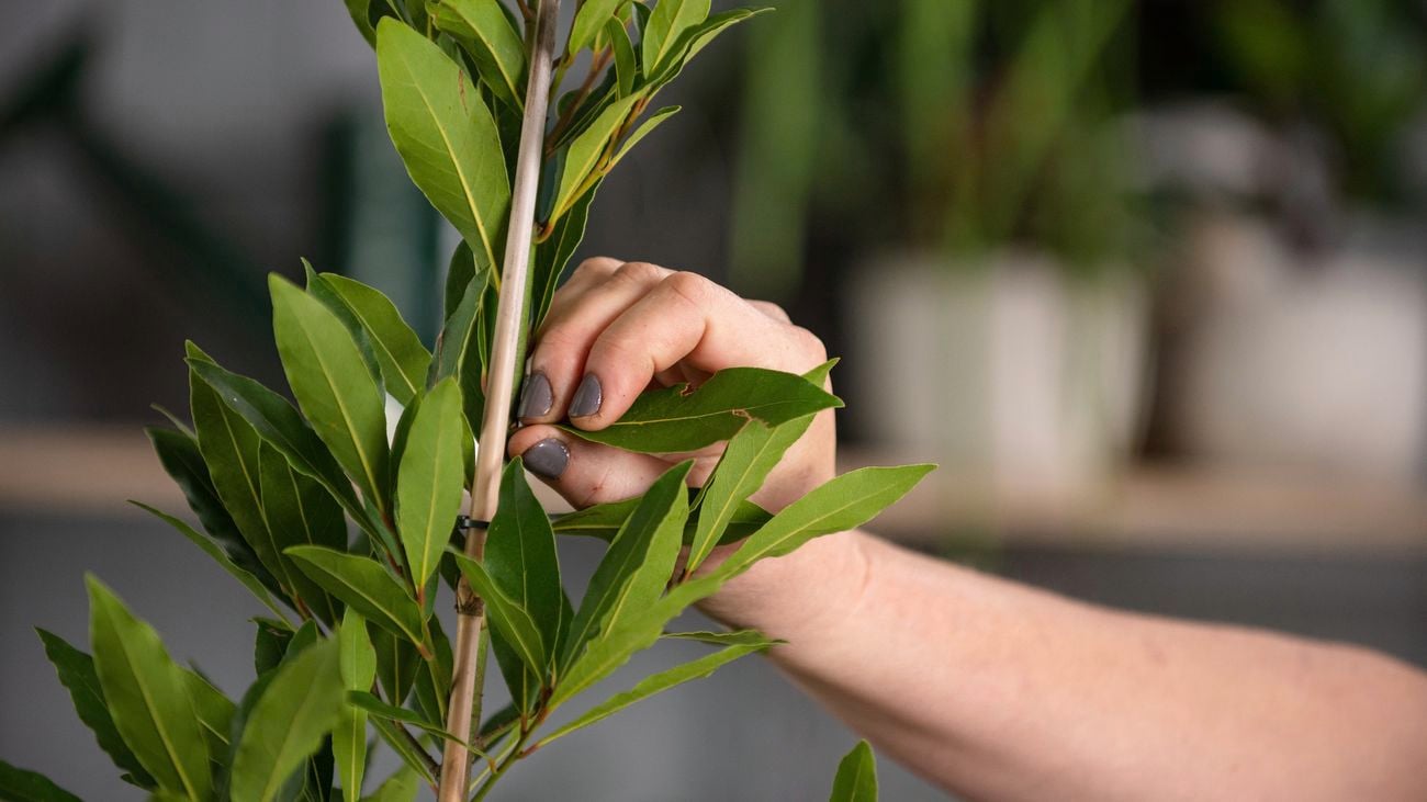 Define Bay Trees