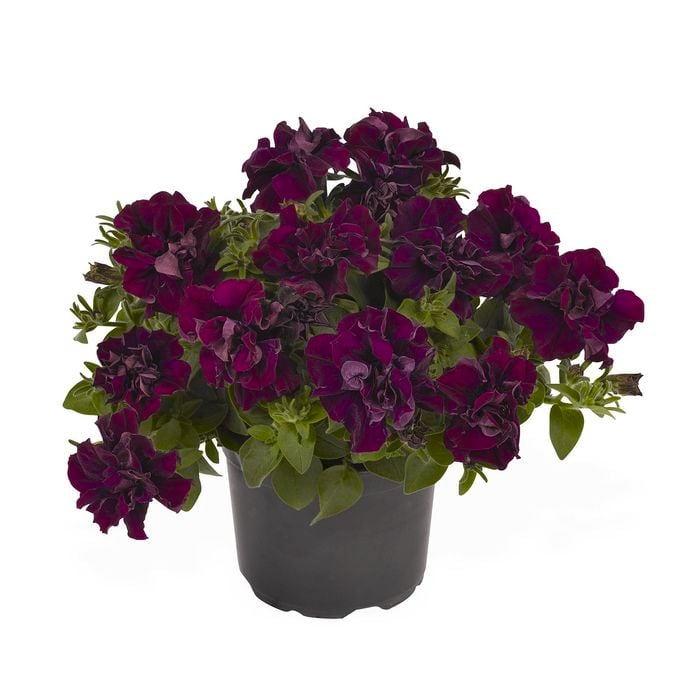 130mm Petunia Origami - Petunia atkinsiana