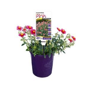 140mm Pink Sunrose - Helianthemum nummularium