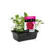 Punnet Snapdragon Double Deep Red - Antirrhinum majus