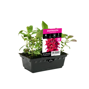 Punnet Snapdragon Double Deep Red - Antirrhinum majus