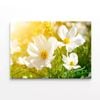 White Flowers Close-Up View   Print 100% Australian Made 90 x 60cm  (Stretched)