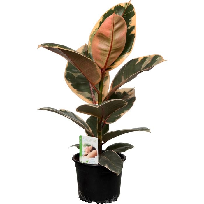 140mm Rubber Plant - Ficus Elastica Ruby