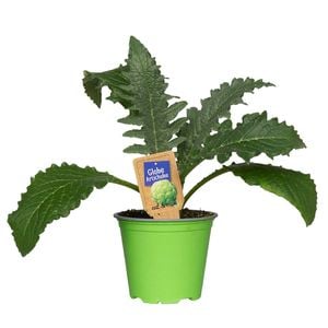 1.1L Globe Artichoke - Cynara cardunculus - Nudo Herbs