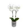 95mm Moth Orchid in Marble Pot - Phalaenopsis orchid