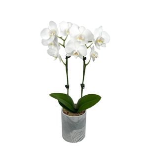 95mm Moth Orchid in Marble Pot - Phalaenopsis orchid