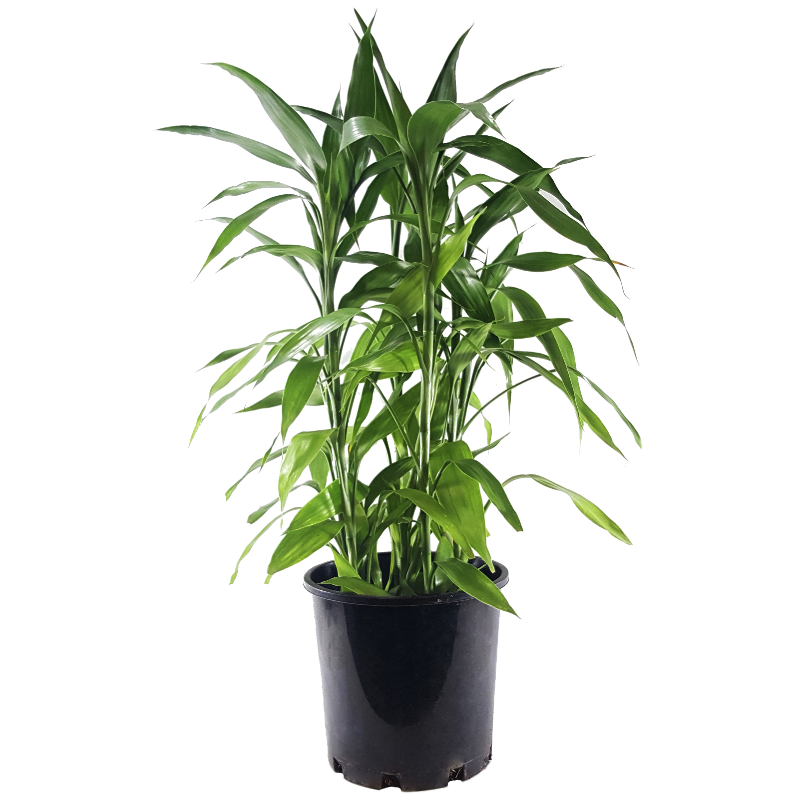 200mm Lucky Bamboo - Dracaena sanderiana