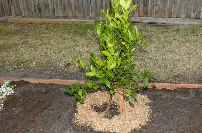 A fruit tree planted in a backyard garden bed