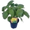 90mm Nudo Herbs Sweet Basil - Ocimum basilicum