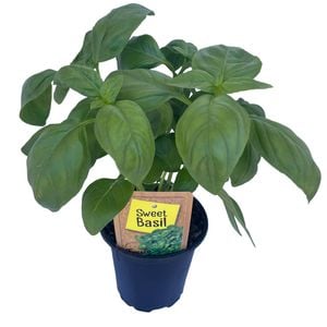 90mm Nudo Herbs Sweet Basil - Ocimum basilicum
