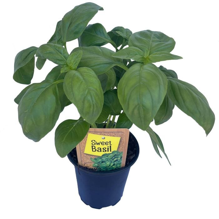 90mm Nudo Herbs Sweet Basil - Ocimum basilicum