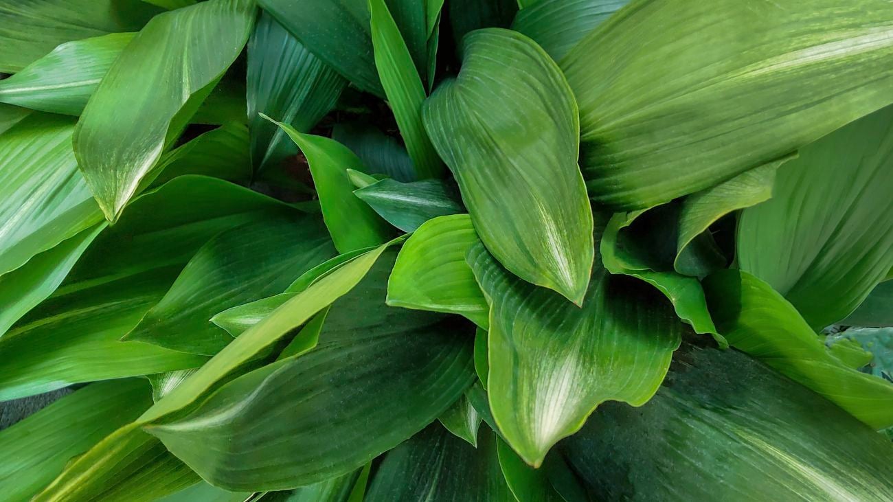 Close-up of cast-iron plant leaves.