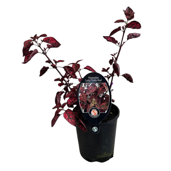 14cm Polka Dot Plant -  Hypoestes phyllostachya 'Lotty Dotty Red'