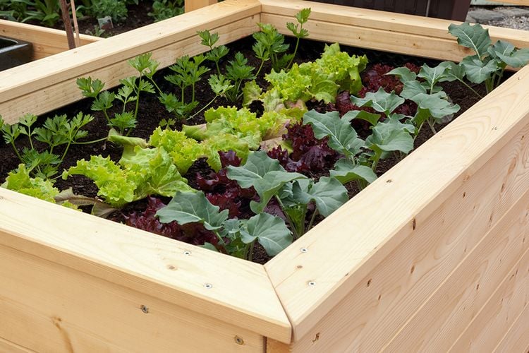 Raised planter box full of lettuces