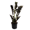 120mm ZZ Black - Zamioculcas zamiifolia