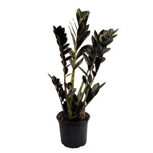 120mm ZZ Black - Zamioculcas zamiifolia