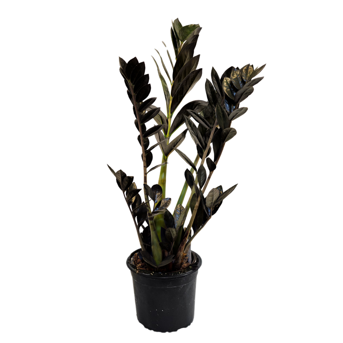 120mm ZZ Black - Zamioculcas zamiifolia
