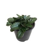 2.4L Ajuga Jungle Beauty - Ajuga reptans