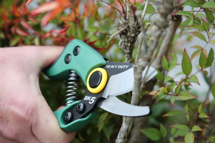 A tree being trimmed with a pair of secateurs
