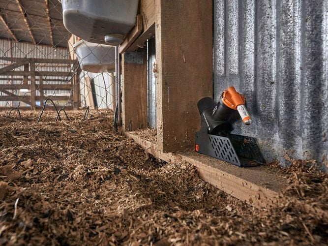 An A24 trap on the wooden frame of a farm shed amongst the sawdust and fencing