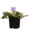 1.1L Nudo Herbs Vietnamese Coriander - Persicaria odorata