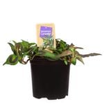 1.1L Nudo Herbs Vietnamese Coriander - Persicaria odorata