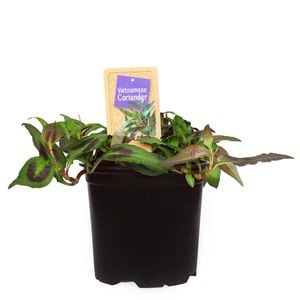 1.1L Nudo Herbs Vietnamese Coriander - Persicaria odorata