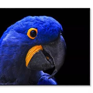 Close-Up Of a Parrot Head  Print 100% Australian Made 120x90cm  (Poster)