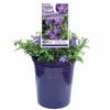 140mm Little Blue Trumpets - Brunoniella pumilio
