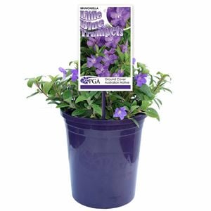 140mm Little Blue Trumpets - Brunoniella pumilio