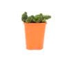 85mm Stonecrop - Sedum multiceps