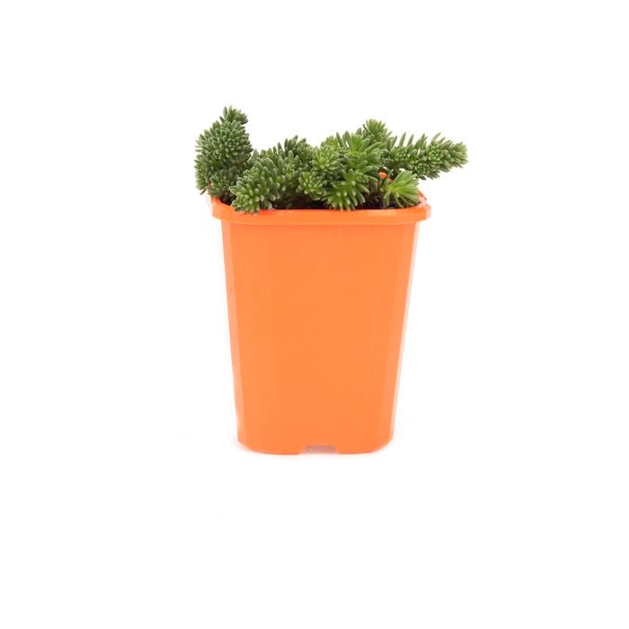 85mm Stonecrop - Sedum multiceps