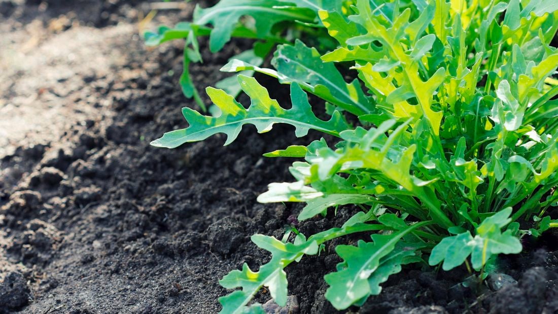 Rocket (arugula) growing in a garden
