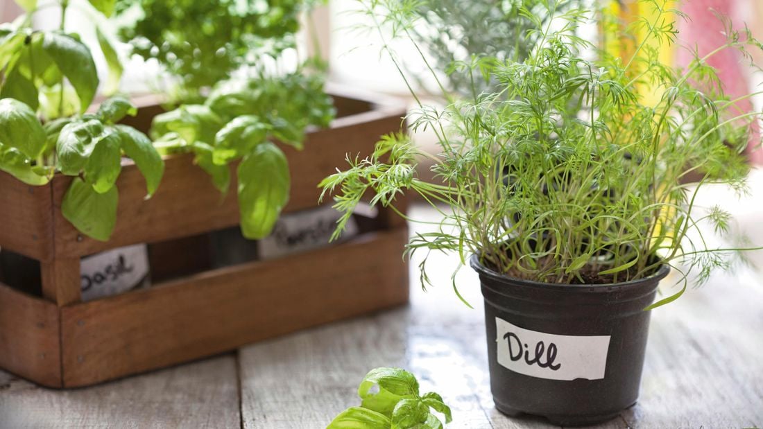 A dill plant in a pot and a crate of basil in the background.