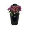 1.5L Petunia - Perfectunia curacao