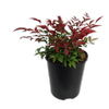 4.5L Obsession - Nandina domestica Seika