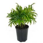 125mm Parlour Palm - Chamaedorea elegans