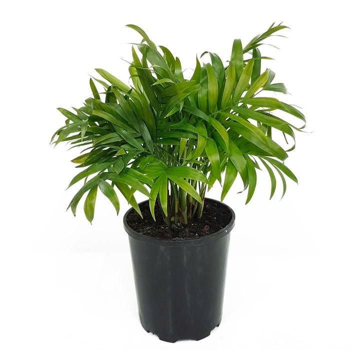 125mm Parlour Palm - Chamaedorea elegans
