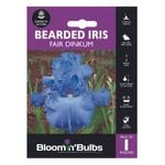 Bloomin' Bulbs Bearded Iris Fair Dinkum - Iris germanica