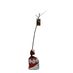 Bagged Granny Smith Apple - Malus domestica