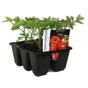 6 Cell Tomato Heirloom Mix - Lycopersicon esculentum